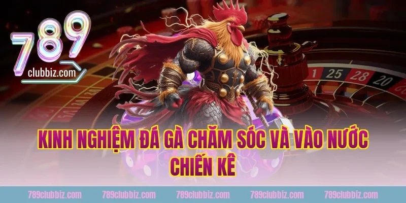 kinh nghiệm đá gà chăm sóc và vào nước chiến kê